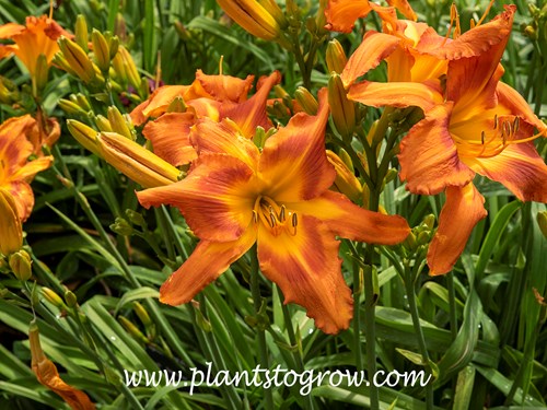 Supreme Scream Daylily (Hemerocallis)